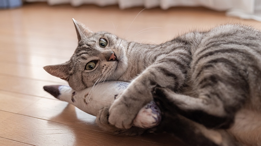 室內貓咪玩具終極指南-互動玩具-自主玩具-玩法技巧-精選推介